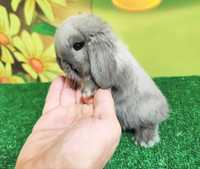 Mini Lop syjamski królik baranek siwy  miniaturka seal point szary