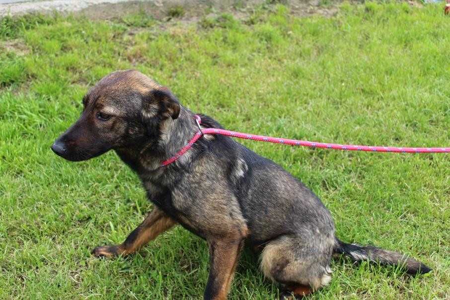 097141 Paweł do adopcji