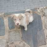 Border collie com pedigree red merle