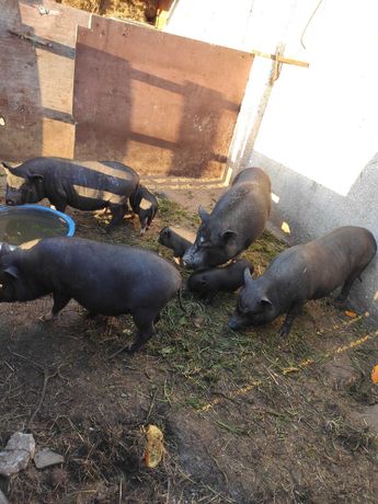 Porcos Vietnamitas