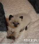 Ragdoll rodowód międzynarodowy