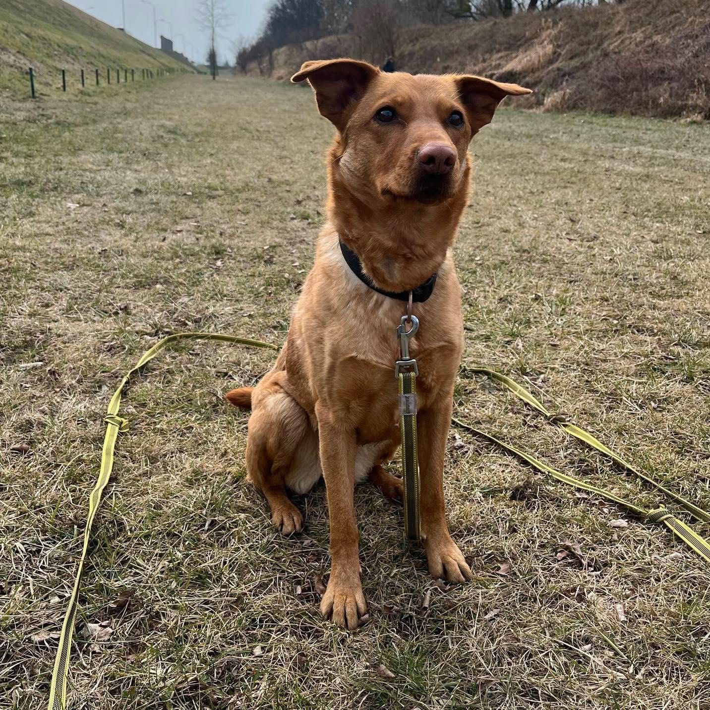 Urocza, delikatna Sara do adopcji