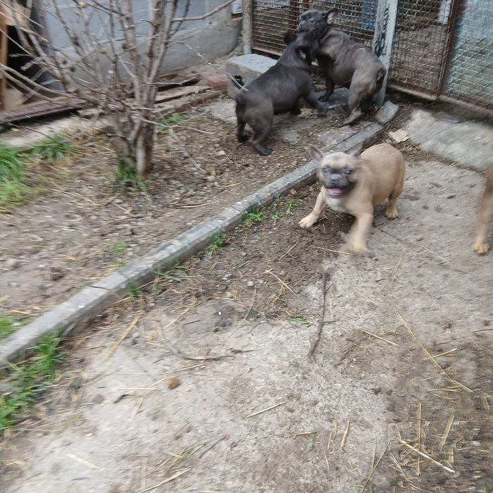 Голубые француженки 6 мес