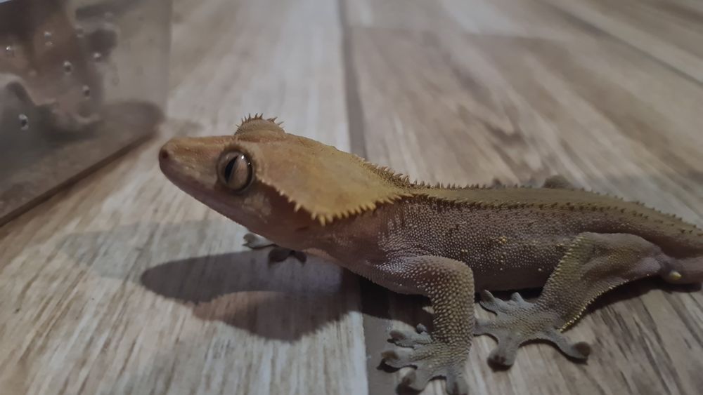 Gekon orzęsiony parka