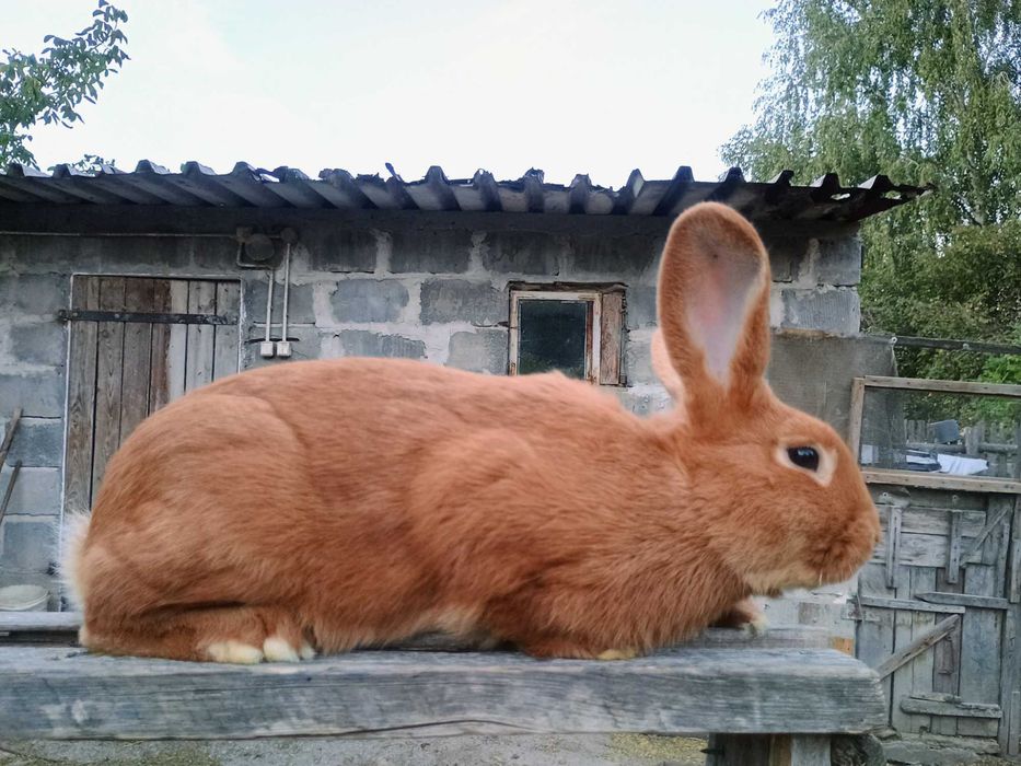 Sprzedam samczyki Nowozelandzkie czerwone