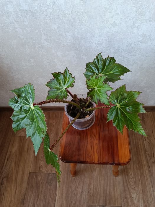 Бегонія кімнатна