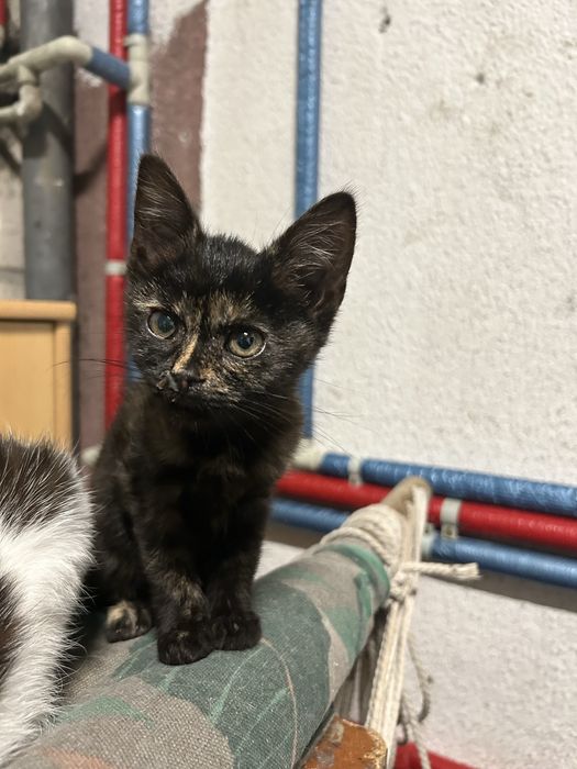 Oddam kotki w dobre ręce