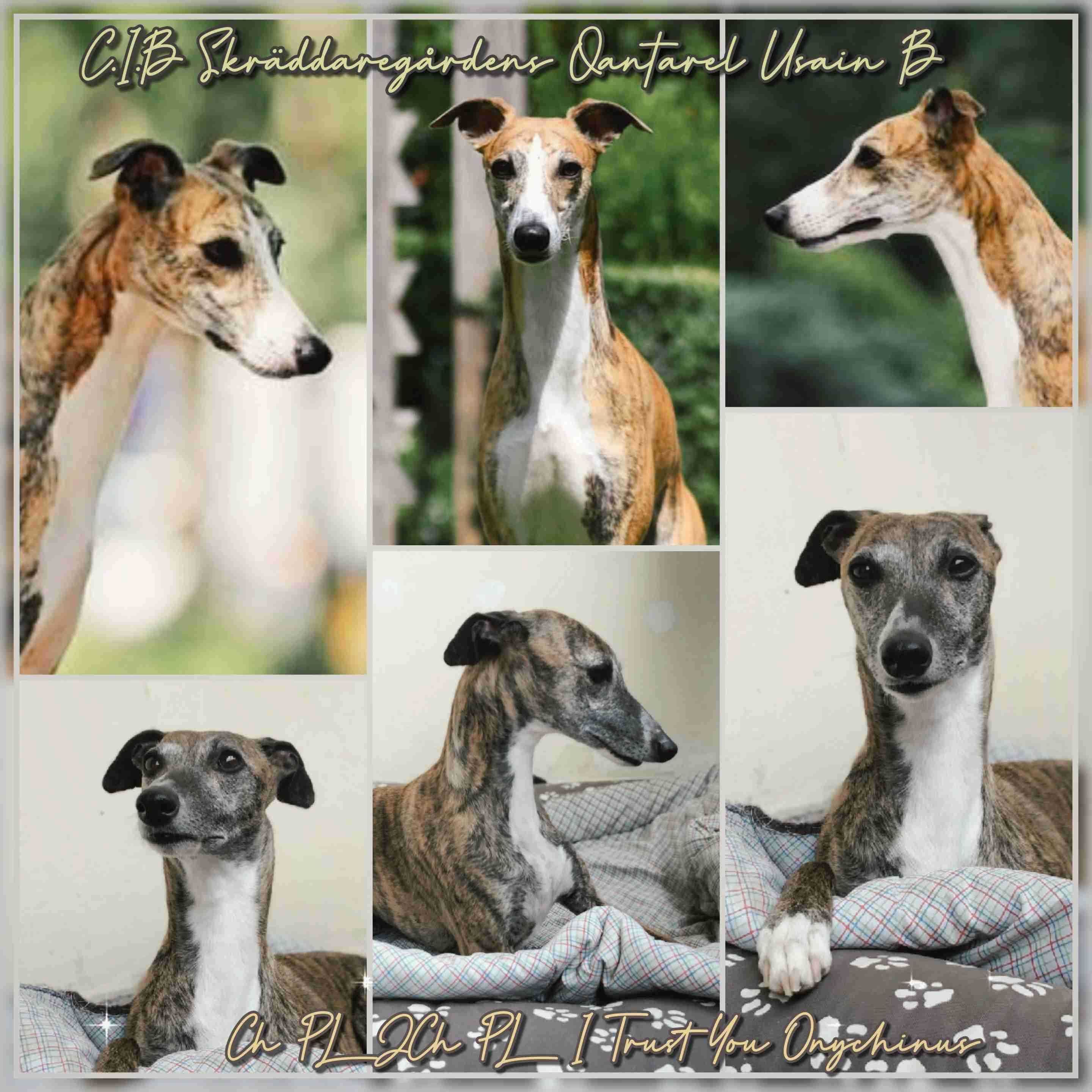 Suczka Whippet ZKwP / FCI