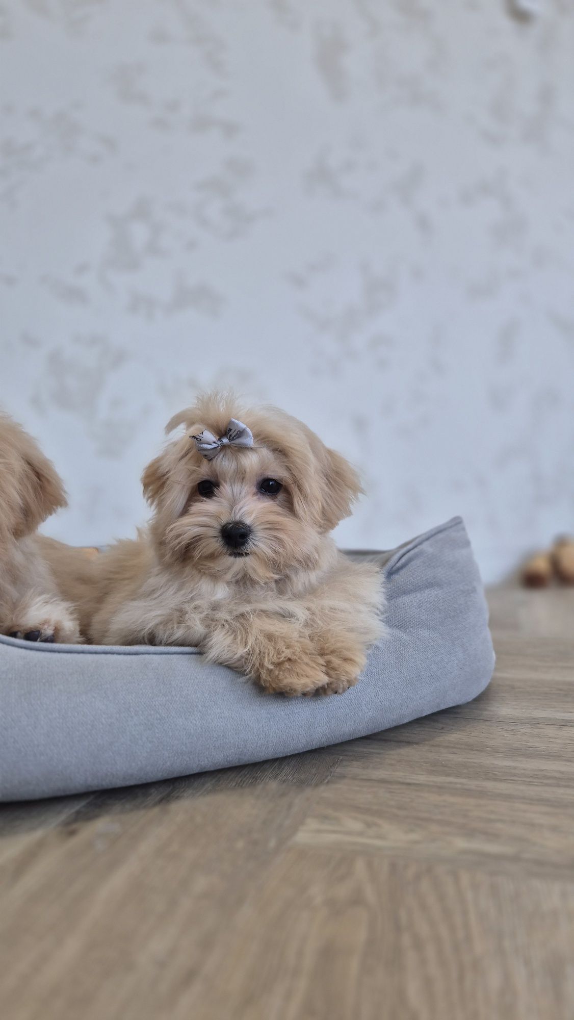 Мальтипу Ф1 дівчатка з доставкою. Maltipoo F1