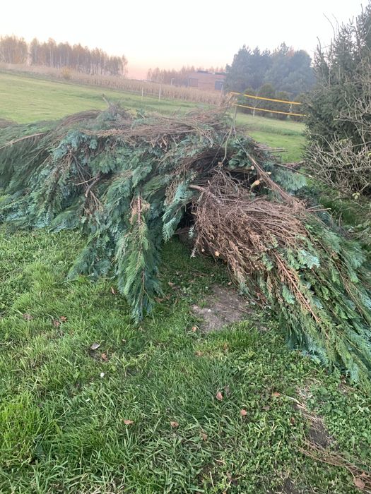 Drewno tije na opał