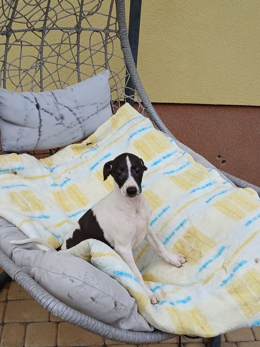 Chart Angielski Whippet śliczny piesek