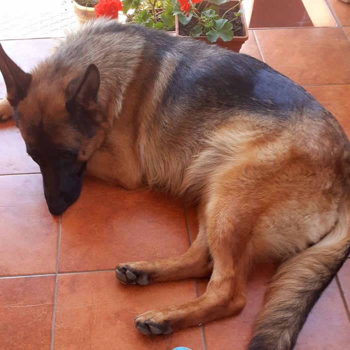 Дівчинка німецької  вівчарки