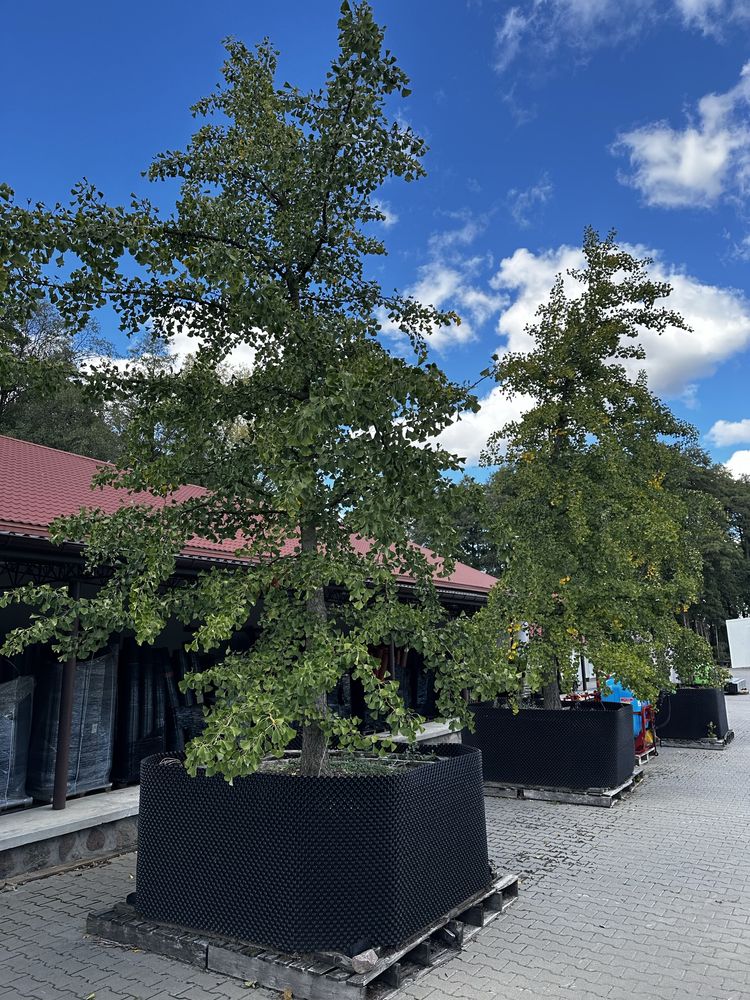 Wiąz górski duże drzewa. Obwód 20-40cm Klon Bonsai Dąb Lipa Szmaragd
