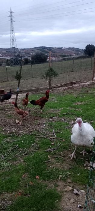 Vende-se galos e galinhas "Índio Gigante" puros