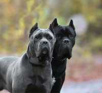 Авторитети питомника-Cane corso