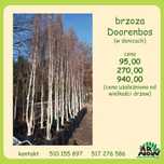 Brzoza pożyteczna Doorenbos