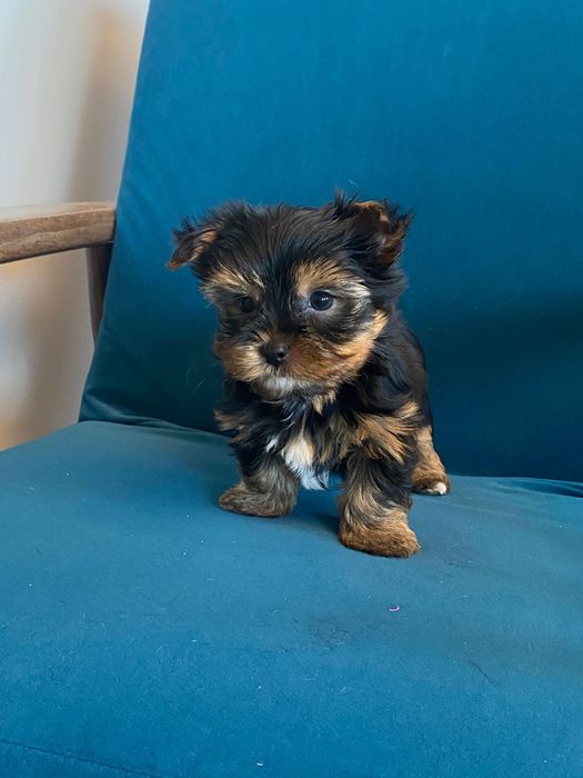 Śliczny York Zapraszam