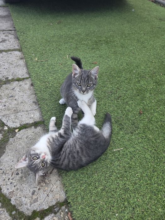 Kotki kot kotek oddam za darmo