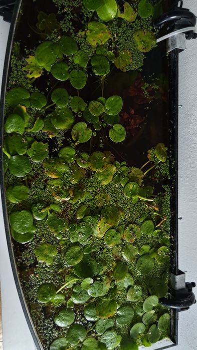 Limnobium laevigatum