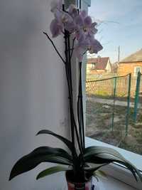 Орхідейка, гарна, квітуча