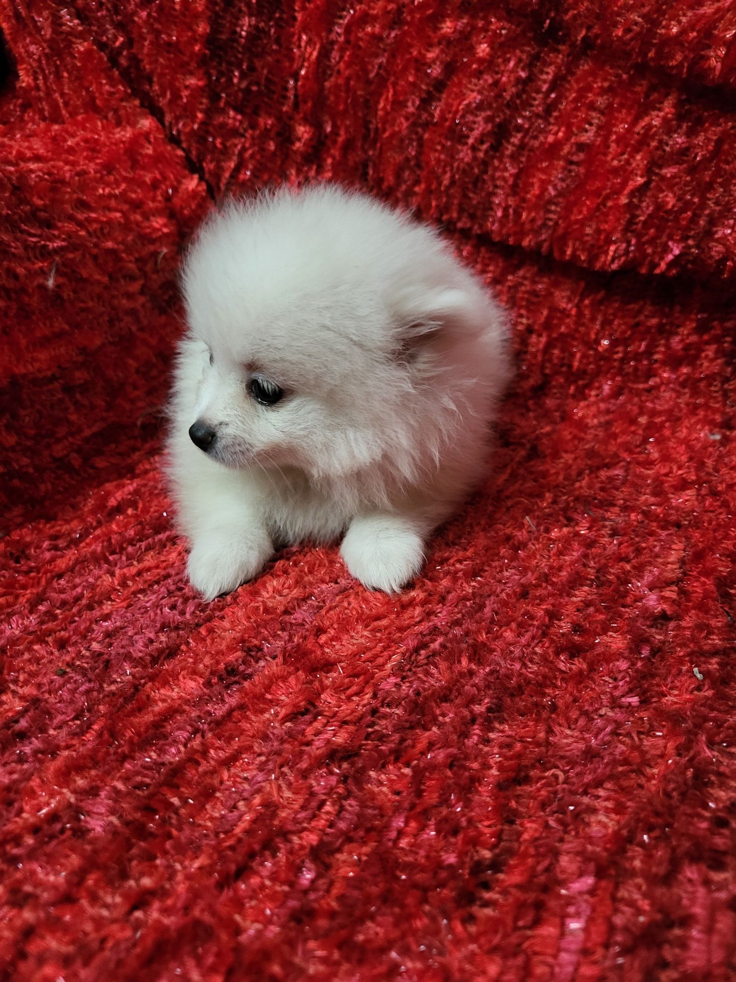 Spitz anão lulu da Pomerânia, fantástico