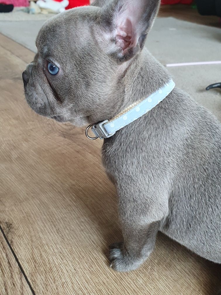 Buldog francuski  / Liliowy piesek