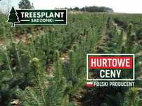 Sadzonki Świerk srebrny do 25 cm 2/1  świerka jodła kaukaska pospolity