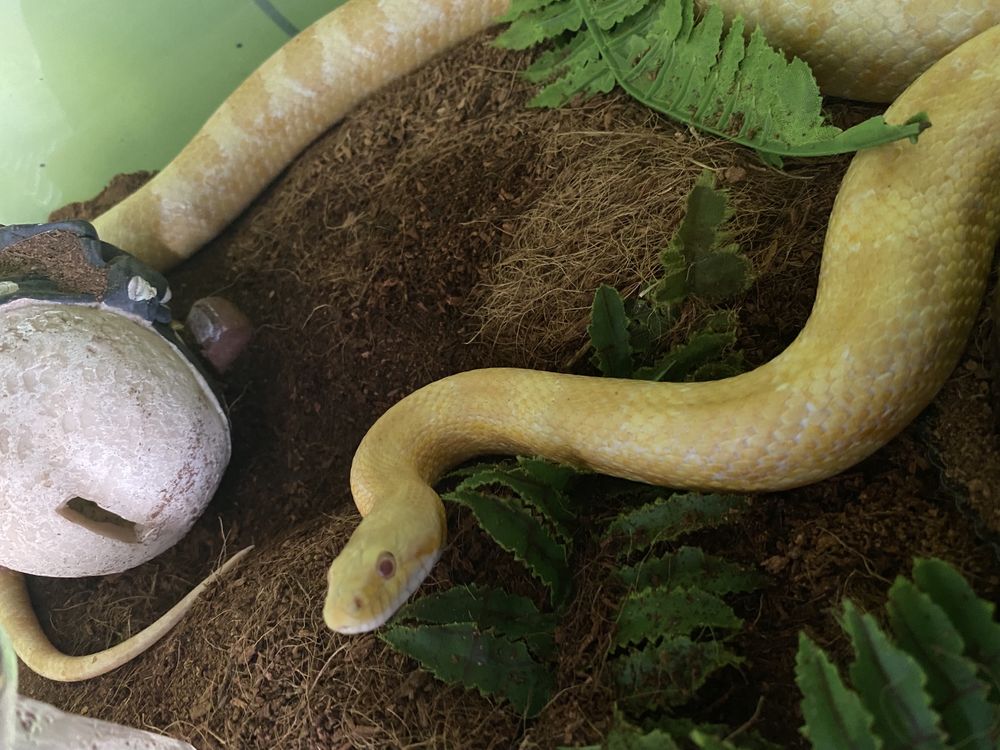 Wąż zbozowy samica + tymczasowe terrarium