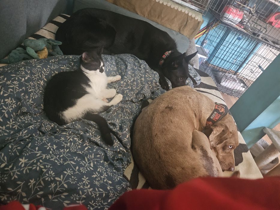 Proludzki Melon oczekuje na dom!