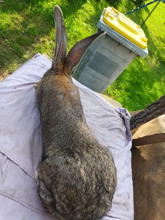 Kroliki Belgijski Olbrzym  Szary BOS