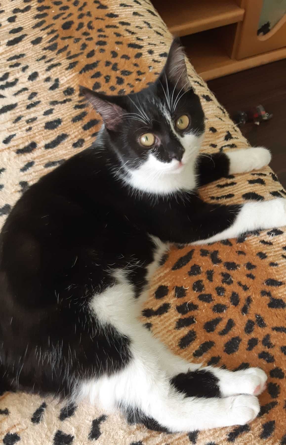 Котенок Челси ищет дом