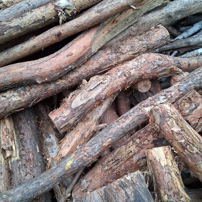 Drzewo Sosna opałowe