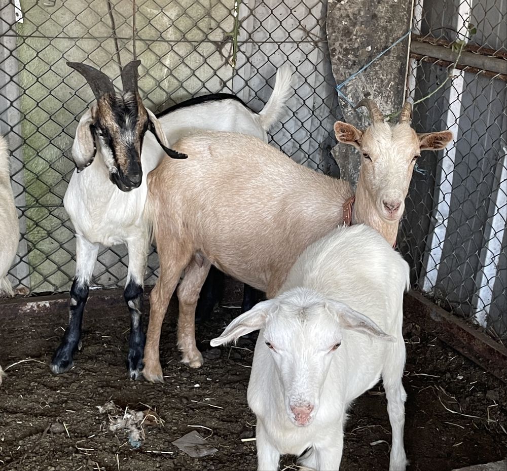 Cabras de raça grande prenhas e cabrito reprodutor da raca serpentina