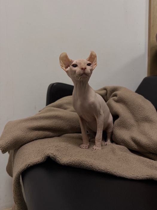 Канадський сфінкс єльф