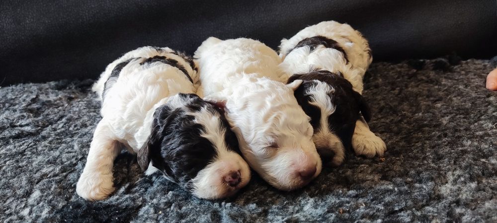 Lagotto romagnolo suczka ZKwP FCI biało brązowa