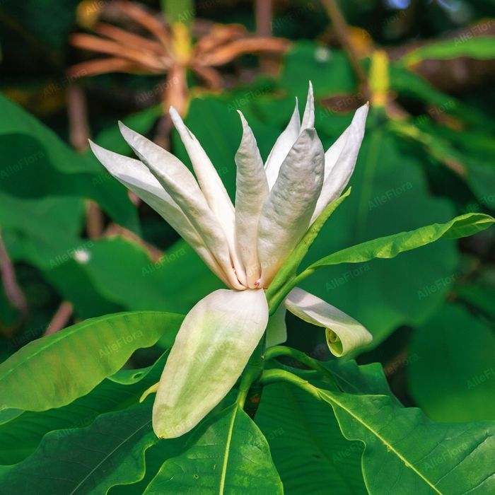Magnolia Parasolowata (Magnolia tripetala) Doniczka 0.5L