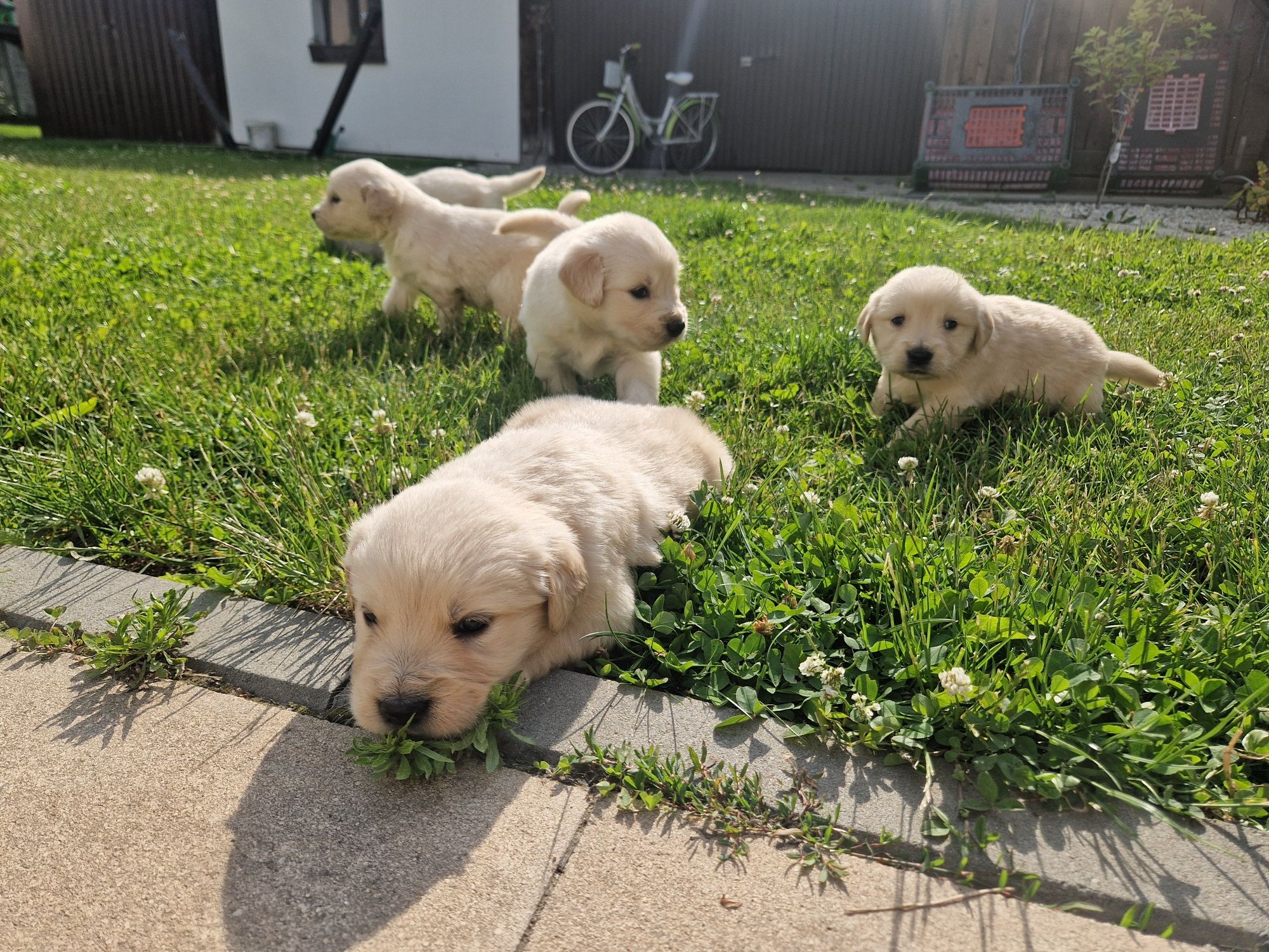 Golden retriever