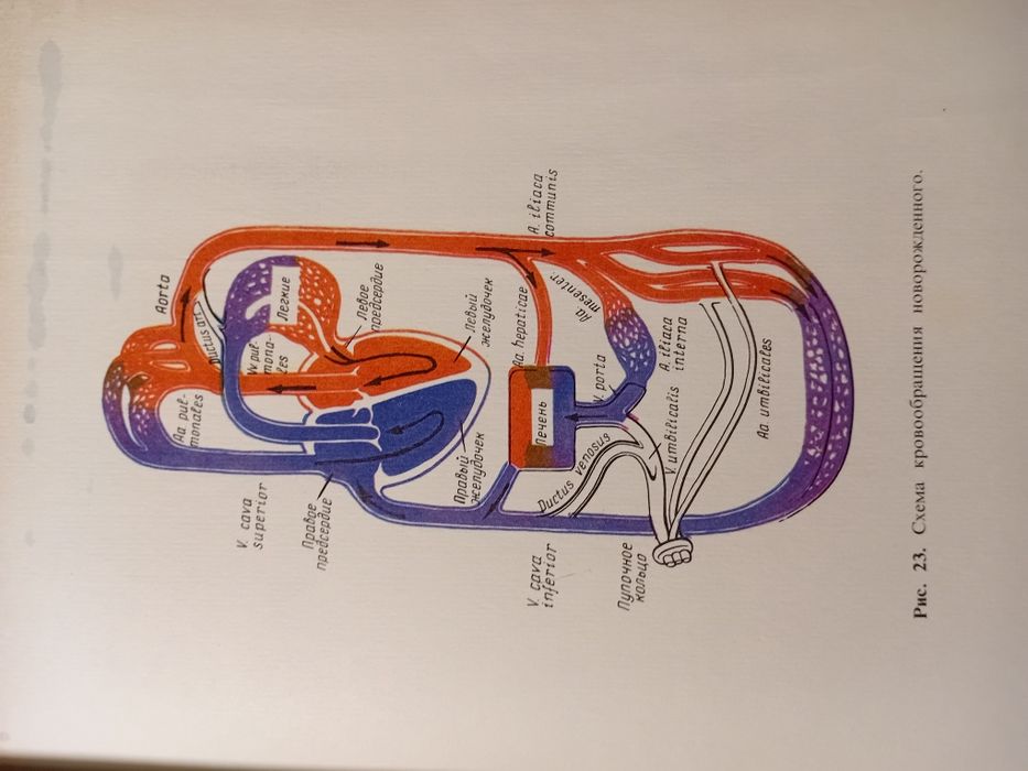 Акушерство підручник з ілюстраціями 1986г
