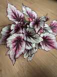 Begonia różne odmiany