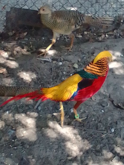 Sprzedam bażanty srebrne ine