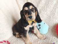 Badania genetyczne, Cocker spaniel angielski piesek