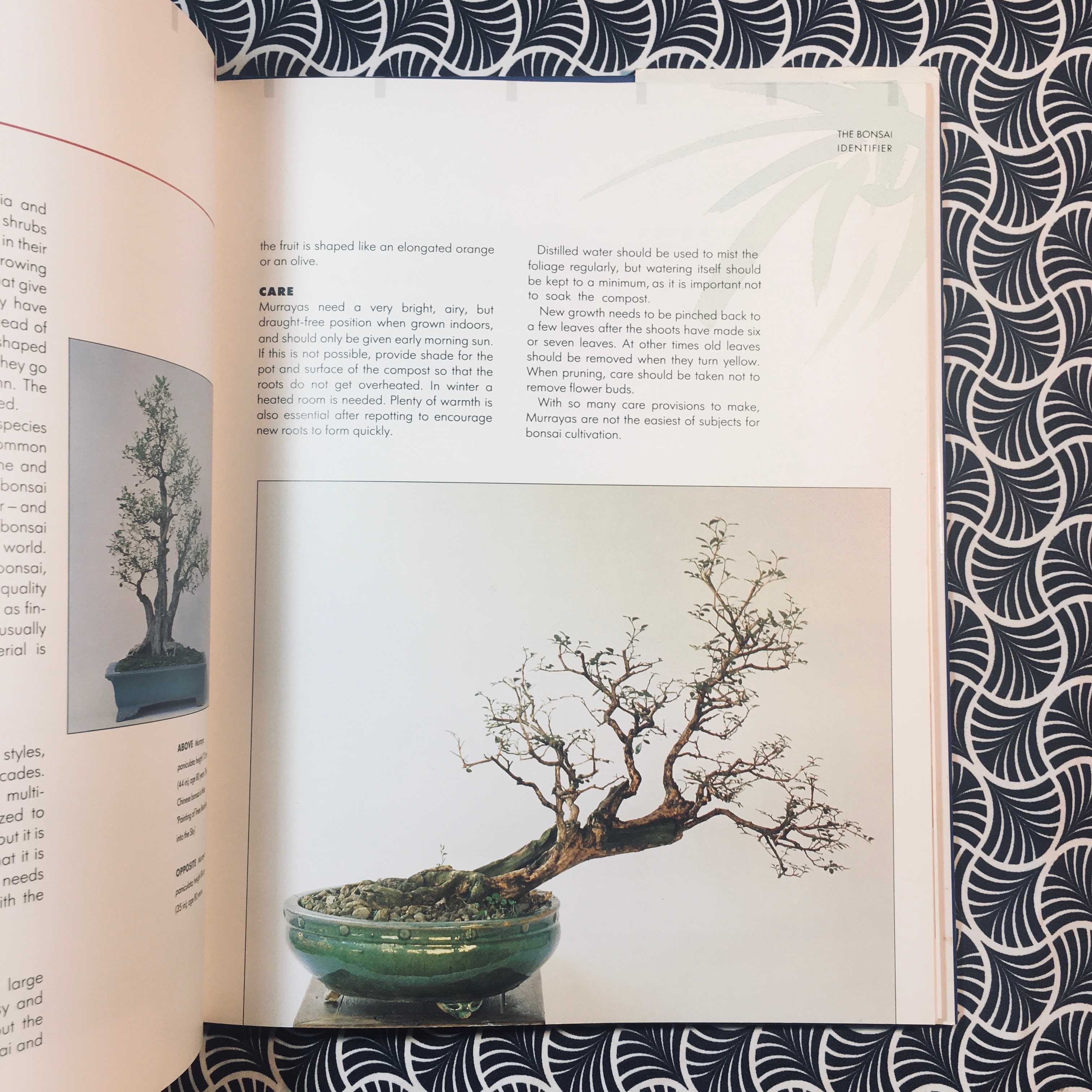 Bonsai Identifier - Gordon Owen