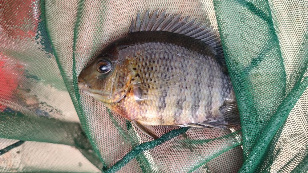 heros severum rocktail  13 a 14 cm