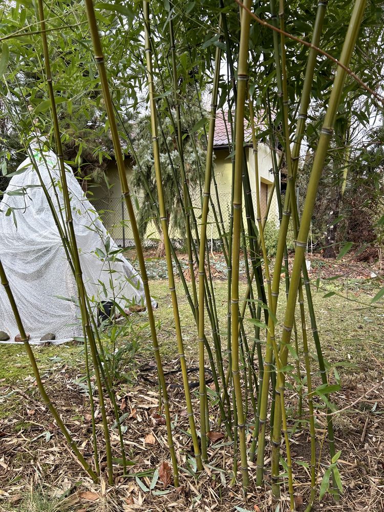 Bambus drzewiasty Phyllostachys Nuda