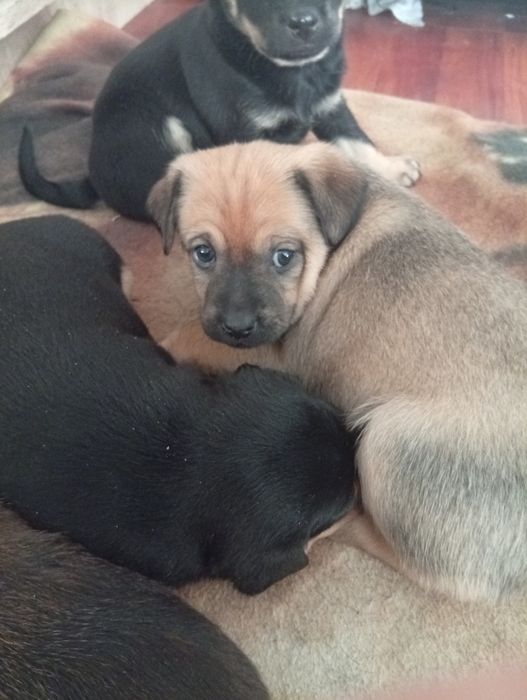 Piesek szczeniak oddam