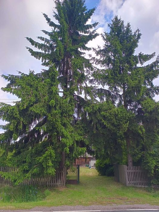 dom z działką i zabudowaniami gospodarczymi