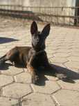 Cachorra muito meiga
