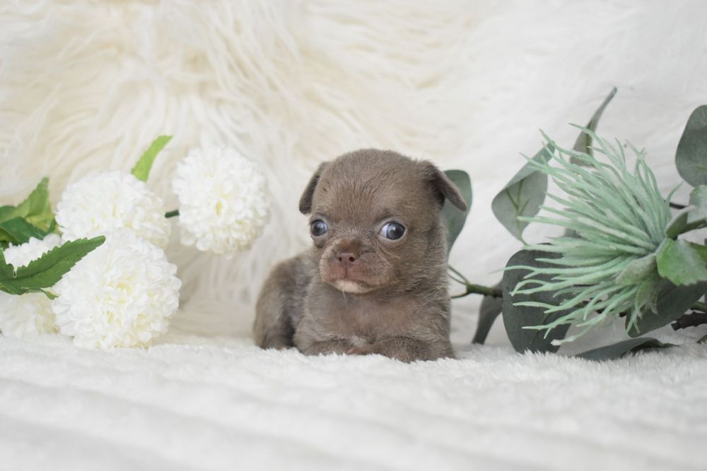 Chihuahua .Cabeça de maçã. Menina  Lilac de olhos azuis.