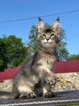 Krash-kocurek Maine Coon