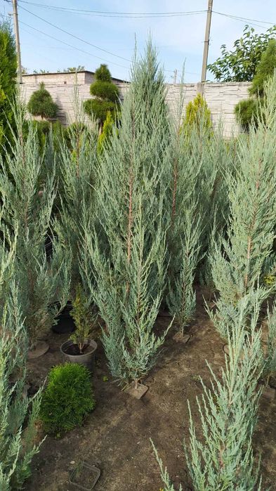 Продам можжевеик Blue Arrow, Олд Голд,Тисы,Туи Нана. Стриженные,,ух